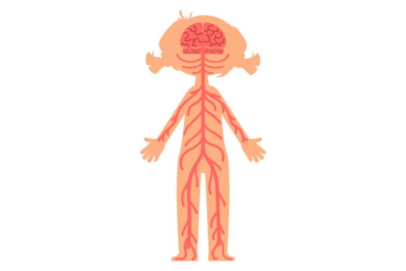 Download Human Nervous System. Body Structure. Ki - System Collection