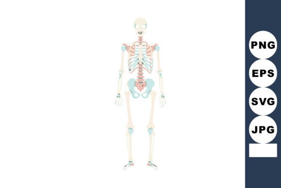 Download Human Skeletal System Anatomy Vector Ill - System Collection